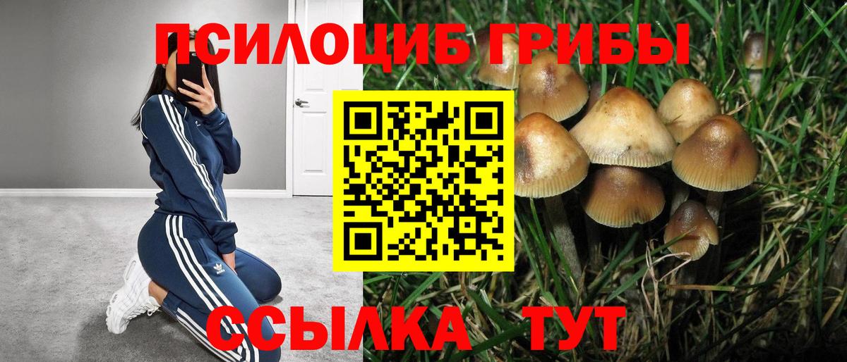Шатура  Псилоцибиновые грибы Psilocybine cubensis  Псилоцибиновые грибы Cubensis  Вход с VPN 